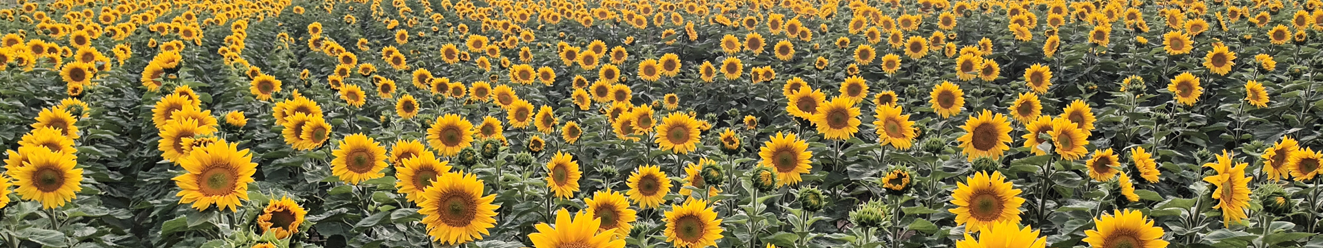 Sonnenblumen bei Hohenstein